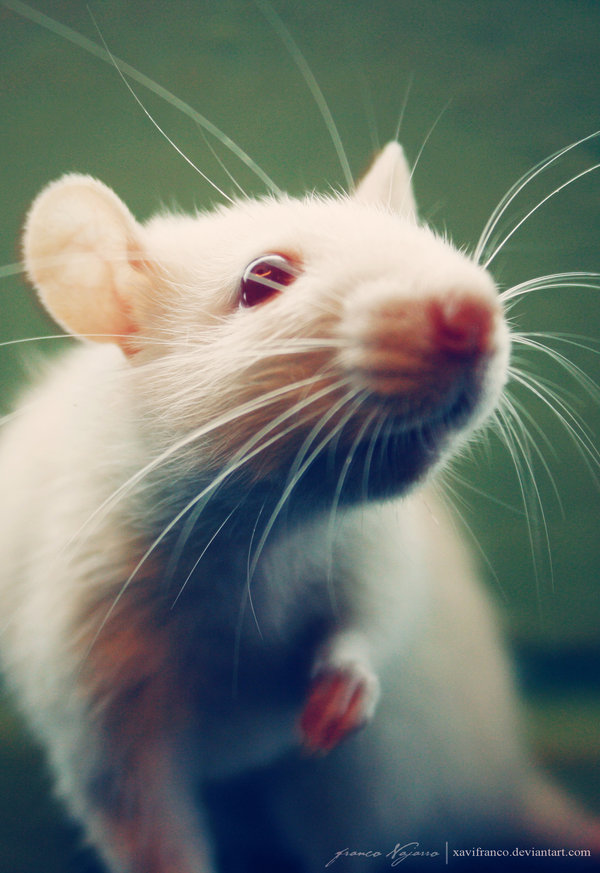 Ratoncitas de experimento